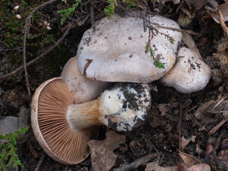 Cortinarius scaurotraganoides